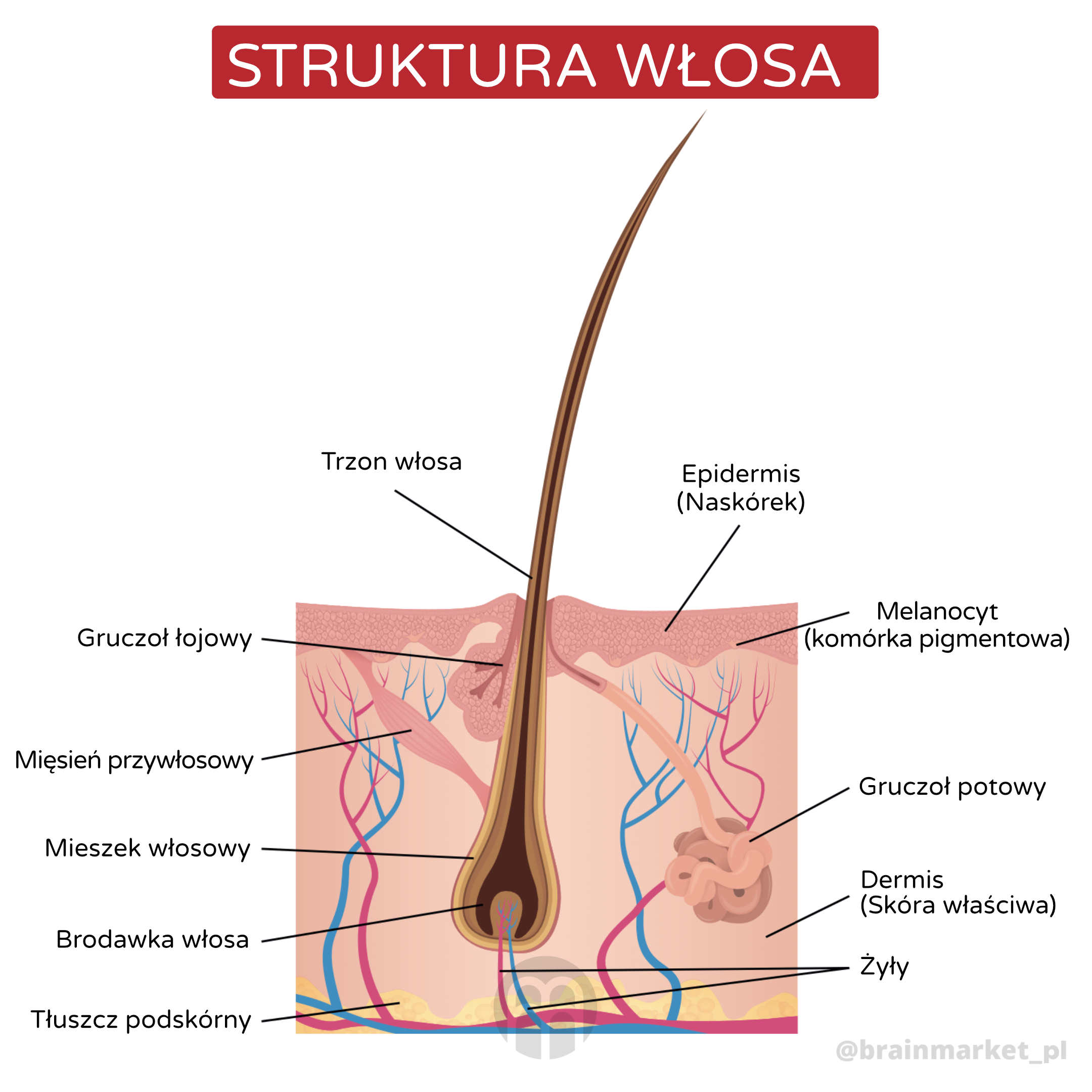 Struktira vlasu_pl